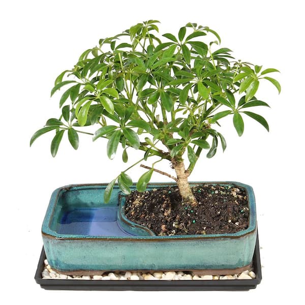 Dwarf Hawaiian Umbrella Bonsai Tree Indoor Plant in Ceramic Bonsai Pot Container, 5-Years Old, 6 to 10 in.