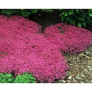 1 Gal. Red Creeping Thyme (Thymus Praecox) Live Flowering Full Sun Perennial Groundcover Plant