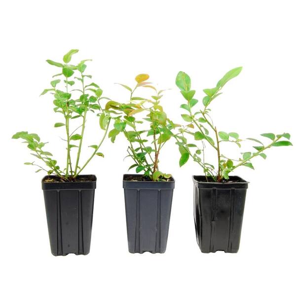 Sweet Berry Selections Northern Blueberry Fruit Bearing Potted Plant Variety (3 Pack)