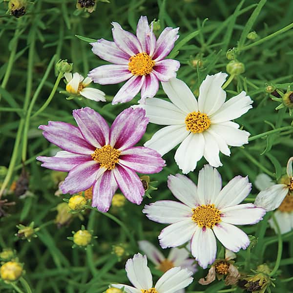 Unbranded #1 Lil Bang White and Red Starlight Tickseed Plant
