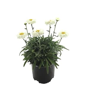 Shasta Daisy Leucanthemum Victorian Secret Live Plant
