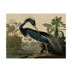 Louisiana Heron by John James Audubon Print Hidden Frame Animal Wall Art 14 in. x 19 in.
