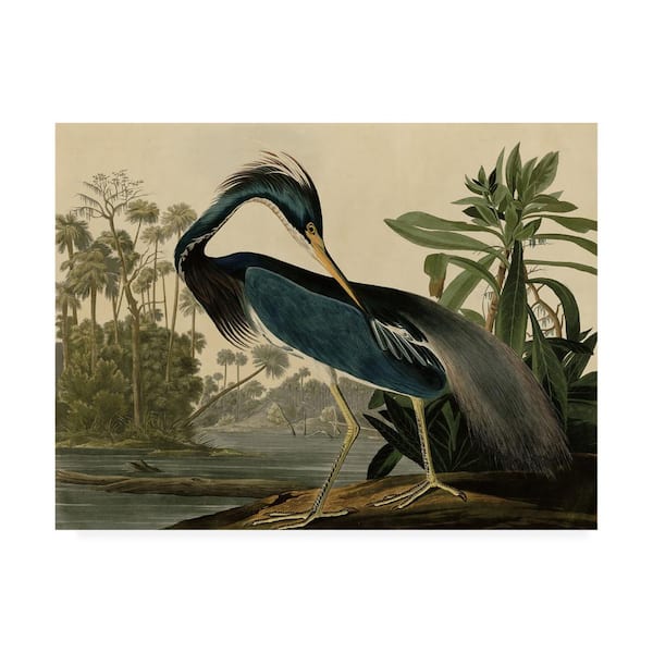 Trademark Fine Art Louisiana Heron by John James Audubon Print Hidden Frame Animal Wall Art 14 in. x 19 in.