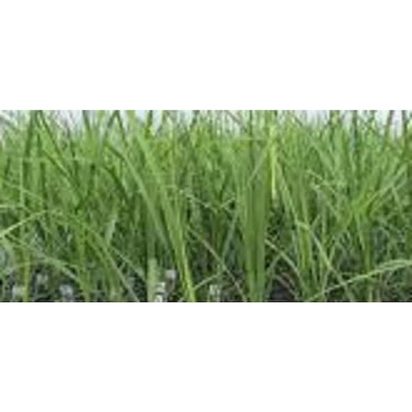 BELL NURSERY 1 Gal. Dracaena Spike Plant