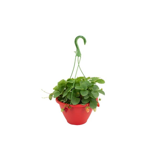 10 in. Hanging Basket Burpee Strawberry Everysweet Rosaceae Plant (1 Plant)