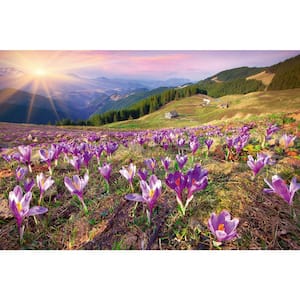 Photographic Crocuses at Spring Landscapes Wall Mural