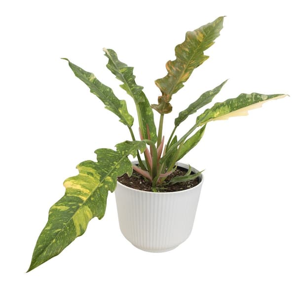 Variegated Philodendron Plant Ring of Fire, 6 in. White Decorative Pot, Variegated Houseplant, Indoor House Plant Gift