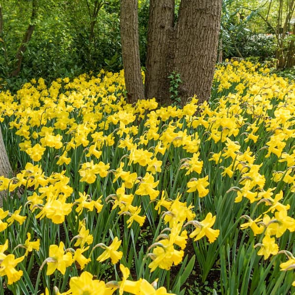 Longfield Gardens Daffodils, 100 count