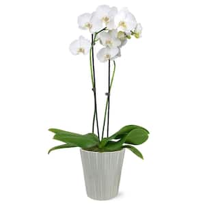 Premium Orchid (Phalaenopsis) White with Yellow Throat Plant in 5 in. Grey Ceramic Pottery