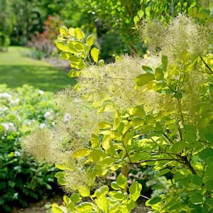 3 Gal. Winecraft Gold Smokebush Live Flowering Shrub with Orange to Chartreuse Green Foliage and Pink Flowers (1-Pack)