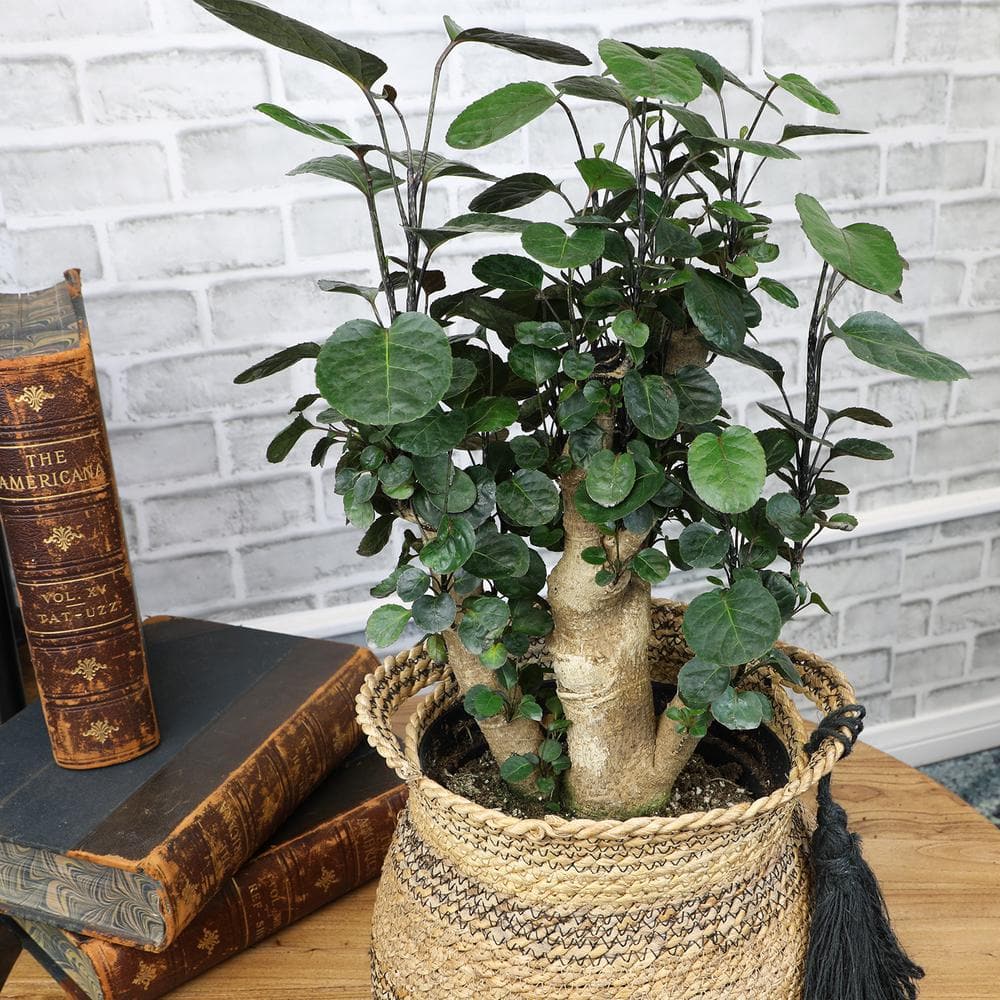 Aralia Fabian Stump Indoor Plant in Black Plastic Planter