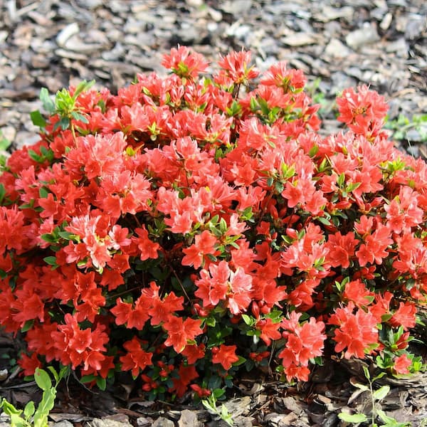 national PLANT NETWORK 2.25 Gal. Macrantha Orange Azalea Plant