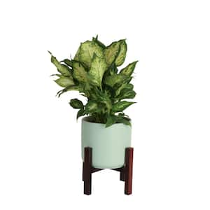 Dieffenbachia Dumb Cane Indoor Plant in 6 in. Decor Planter, Avg. Shipping Height 1-2 ft. Tall