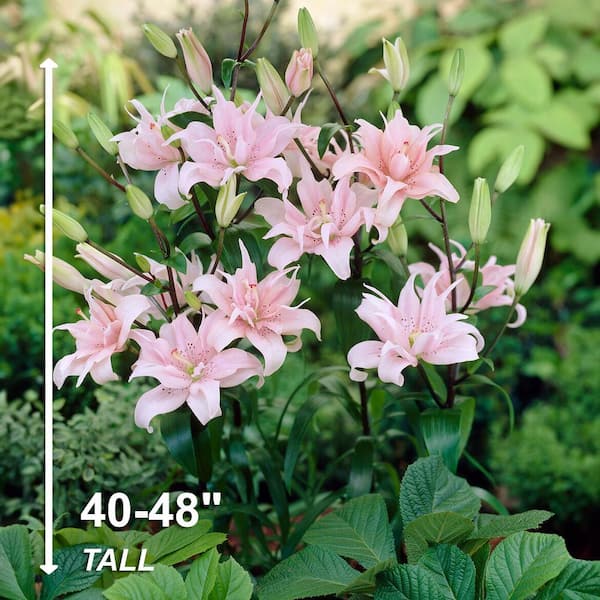 Vigoro 12cm Vigoro Perennial Pink Lily (Lilium asiatic)
