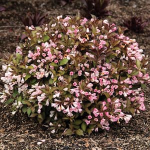 1 Gal. Afterglow Weigela Live Shrub, Light Pink and Cream Flowers