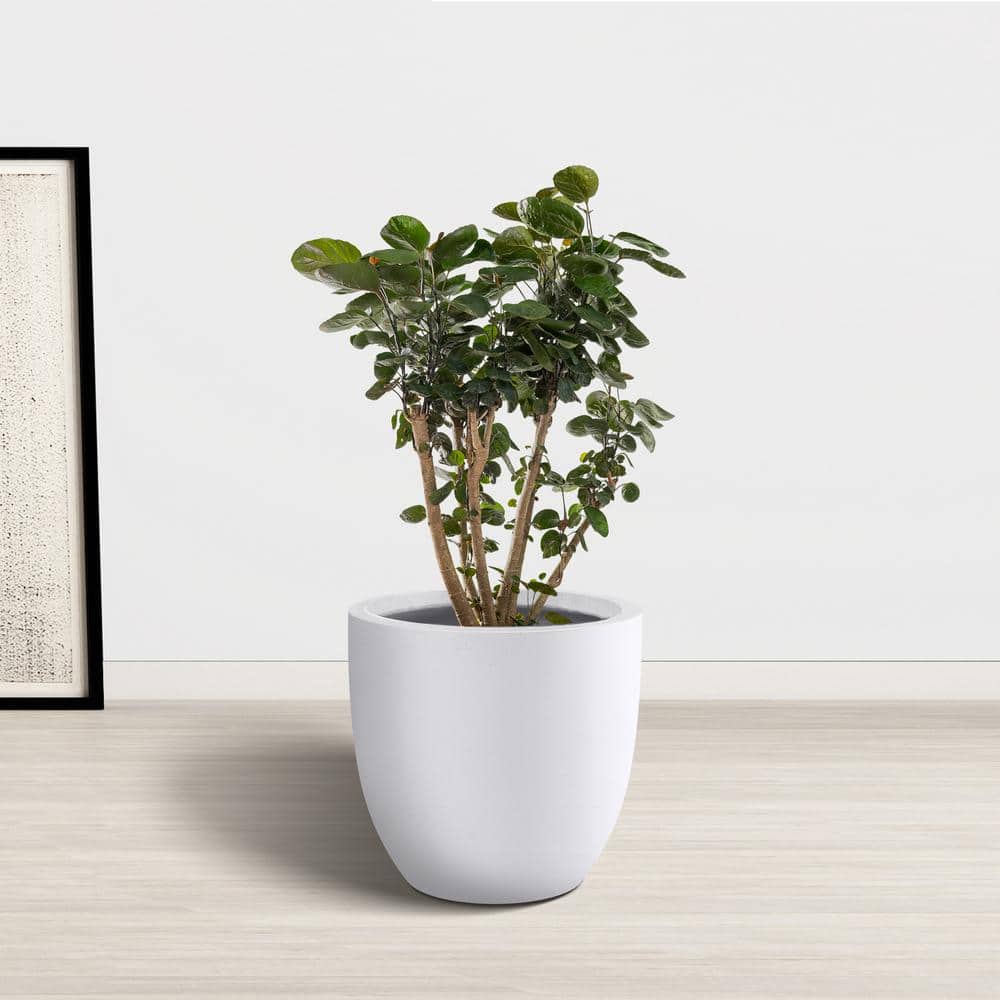 14 Inch White Concrete Round Indoor/Outdoor Planter
