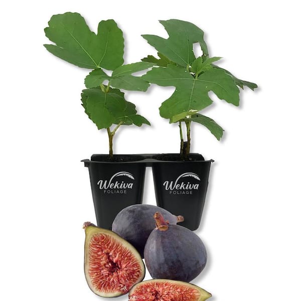 2 in. Brown Turkey Edible Fruit-Bearing Fig Tree (Ficus Carica) (2-Pack)