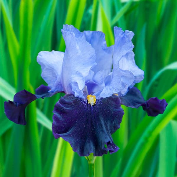 Spring Hill Nurseries Blue Flowering Habit Bearded Iris, Dormant Bare Root Perennial Plant (1-Pack/Rhizome)