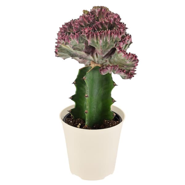 4 in. Light Purple Mermaid Tail Coral Cactus Live Indoor Plant in Beige Plastic Pot Cover