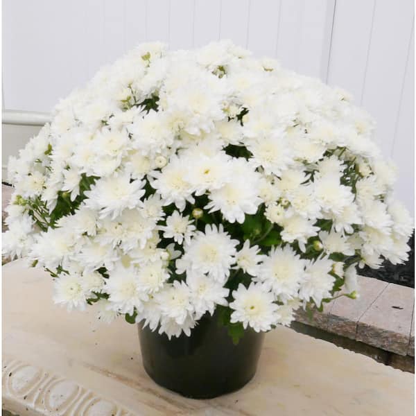 3 qt. Chrysanthemum (Mum) Annual Fall Outdoor Live Plant with White Flowers in 8 in. Grower Pot (2-Pack)