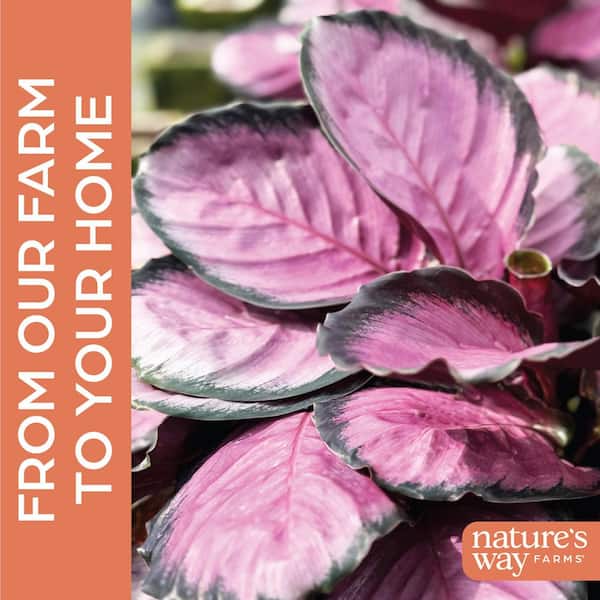 NATURE'S WAY FARMS 1.72 Gal. Rosy Calathea Indoor Tropical