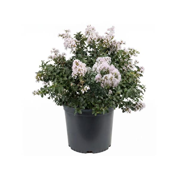 national PLANT NETWORK 3 gal. Crape Myrtle Natchez Shrub with