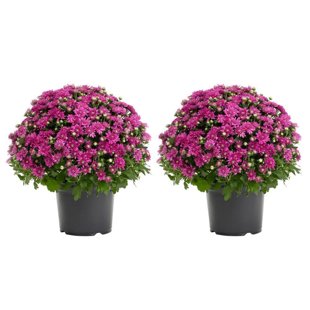 3 Qt. Live Purple Chrysanthemum (Mum) Plant for Fall Garden, Porch or Patio (2-Pack) -  METROLINA GREENHOUSES, 18446