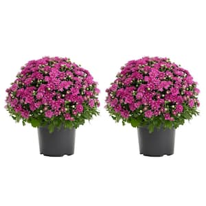 3 Qt. Live Purple Chrysanthemum (Mum) Plant for Fall Garden, Porch or Patio (2-Pack)