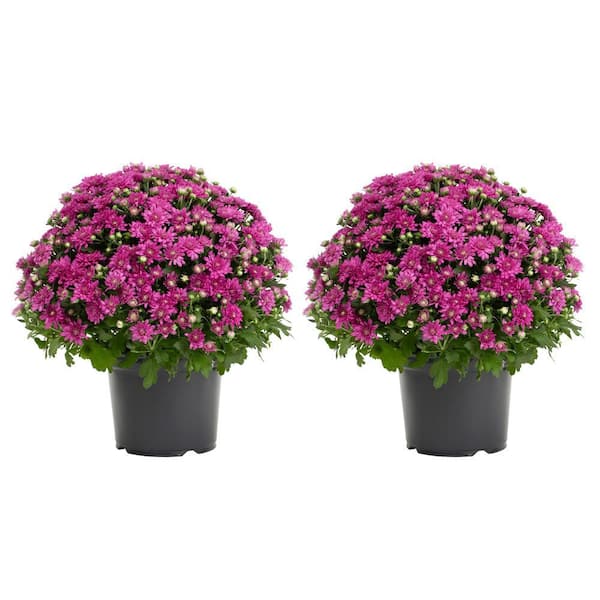 METROLINA GREENHOUSES 3 Qt. Live Purple Chrysanthemum (Mum) Plant for Fall Garden, Porch or Patio (2-Pack)