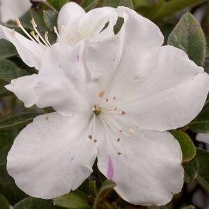 2 Gal. Autumn Lily Encore Azalea Shrub with Brilliant White and Purple Streaking Reblooming Flowers