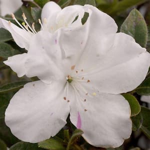 1 Gal. Autumn Lily Encore Azalea Shrub with Brilliant White and Purple Streaking Reblooming Flowers