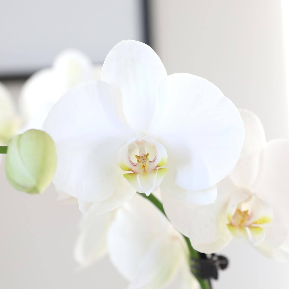 White and Yellow Orchid in 5" White Ceramic Pot