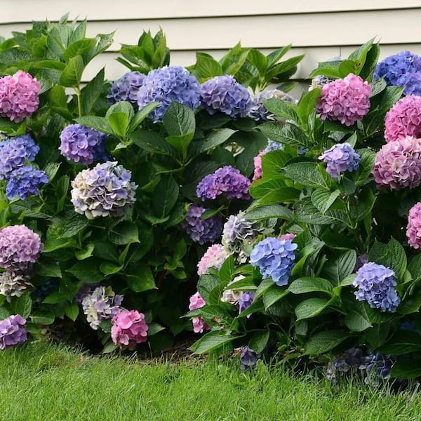 ALTMAN PLANTS La Dreamin Hydrangea Flowering Shrub with Multi