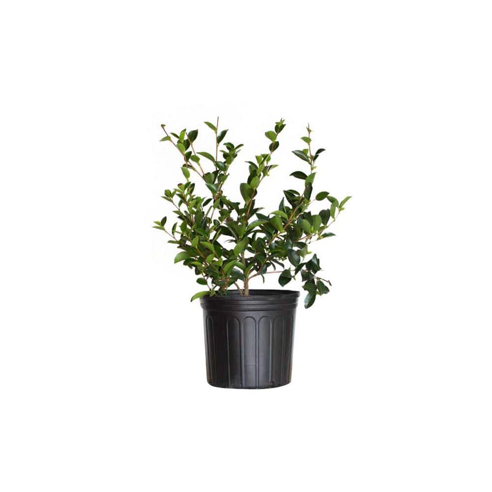 FLOWERWOOD 2.5 Gal. Mine No Yuki Camellia Plant (camellia