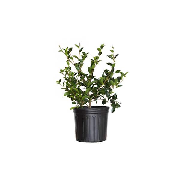 2.5 Gal. Mine No Yuki Camellia Plant (camellia sasanqua) - Evergreen Shrub with White Flowers, Live Plant