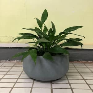 Large 19.7 in. x 19.7 in. x 9.8 in. Cement Color Lightweight Concrete Modern Low Bowl Planter