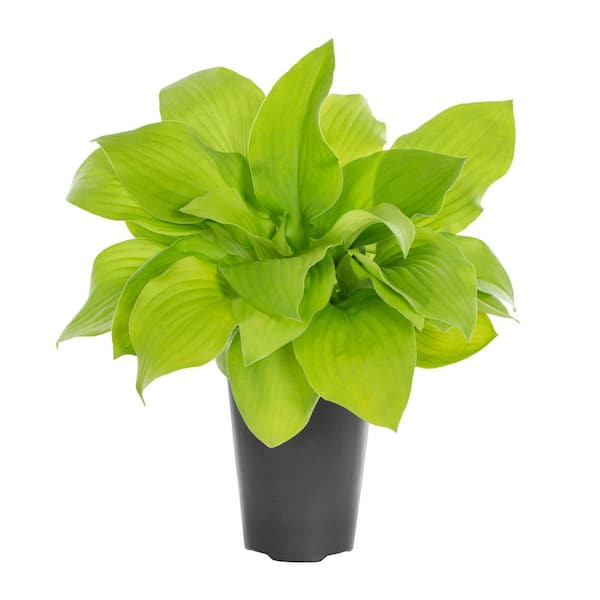 1.5 PT. August Moon Hosta Plant with White Blooms