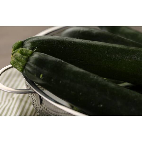 PROVEN WINNERS - 4.25 in. Grande Proven Selections Black Beauty Zucchini Live Plant Vegetable (Pack of 4)