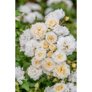 3 Gal. Lemon Drift Rose Bush with Bright Yellow Flowers in Grower's Pot (2-Pack)