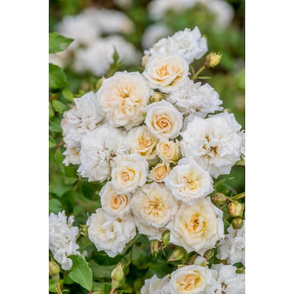 1 Gal. Lemon Drift Rose Bush with Bright Yellow Flowers in Grower's Pot (2-Pack)