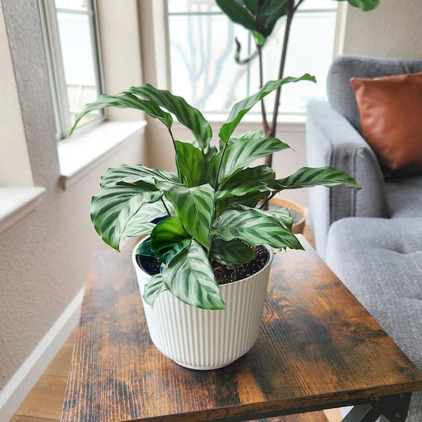 ALTMAN PLANTS Calathea Freddie, 6 in. White Decorative Pot, Pet Friendly Calathea Plant, Striped Live Indoor House Plant Gift