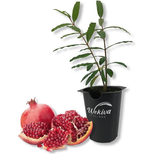 Wekiva Foliage Wonderful Pomegranate Tree-Live Plant in a 2 in. Growers Pot-Punica Granatum-Edible Fruit Bearing Tree Garden