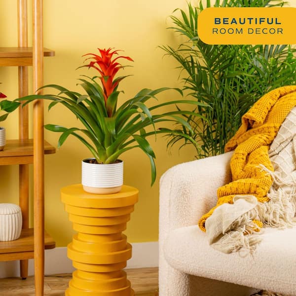 Grower's Choice Bromeliad Indoor Plant in 6 in. Decor Planter, Average Shipping Height 1-2 ft. Tall