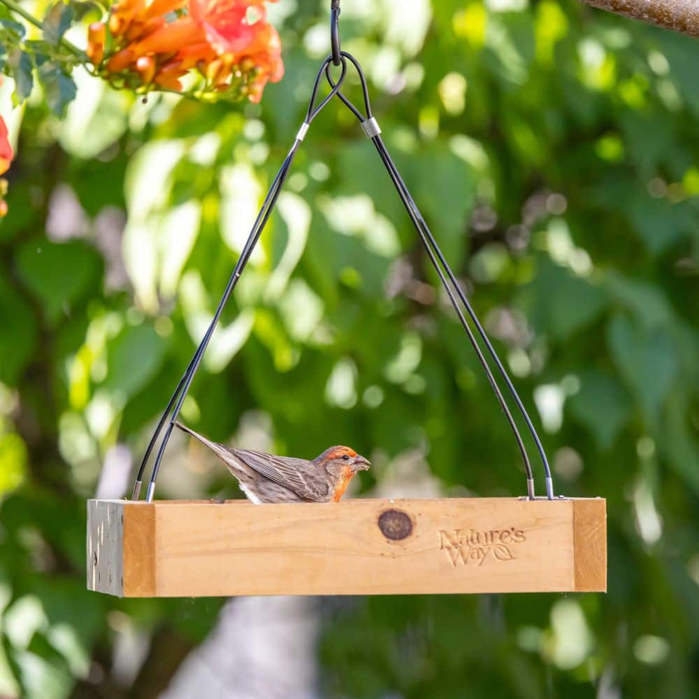 Nature's Way Cedar Platform Hanging Bird Feeder