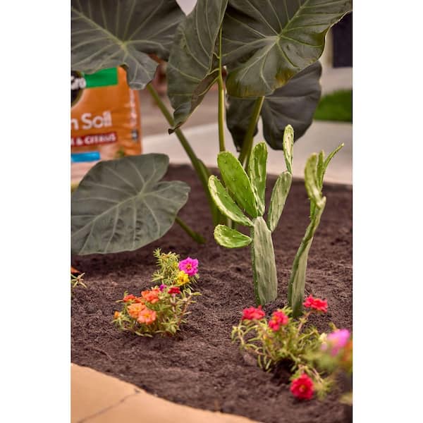 Miracle-Gro Cactus, Palm and Citrus Soil Pallet 65 cu. ft. For In-Ground Use or Containers (Pallet of 65 1 cu. ft. Bags)