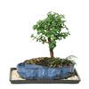brussel-s-bonsai-bonsai-trees-dt-9050wp-64.0