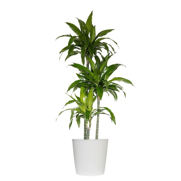 10 in. Dracaena Janet Craig Plant in White Decor Pot