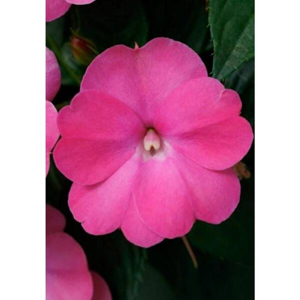 SunPatiens 4.25 in. Grande Compact Hot Pink SunPatiens Impatiens Outdoor Annual Live Plant with Pink Flowers (4-Pack)