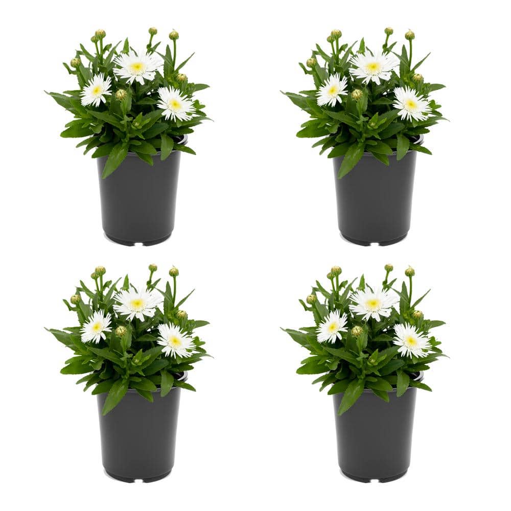 Perennial Leucanthemum Angel Daisy 2.5 qt. (4-Pack)