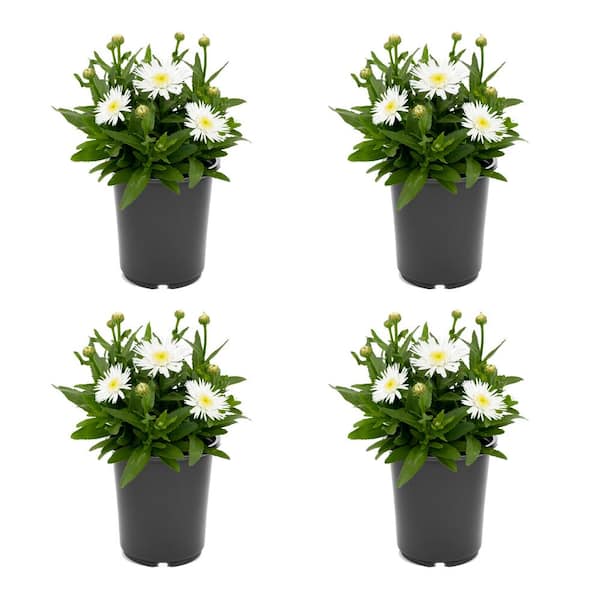 Unbranded Perennial Leucanthemum Angel Daisy 2.5 qt. (4-Pack)